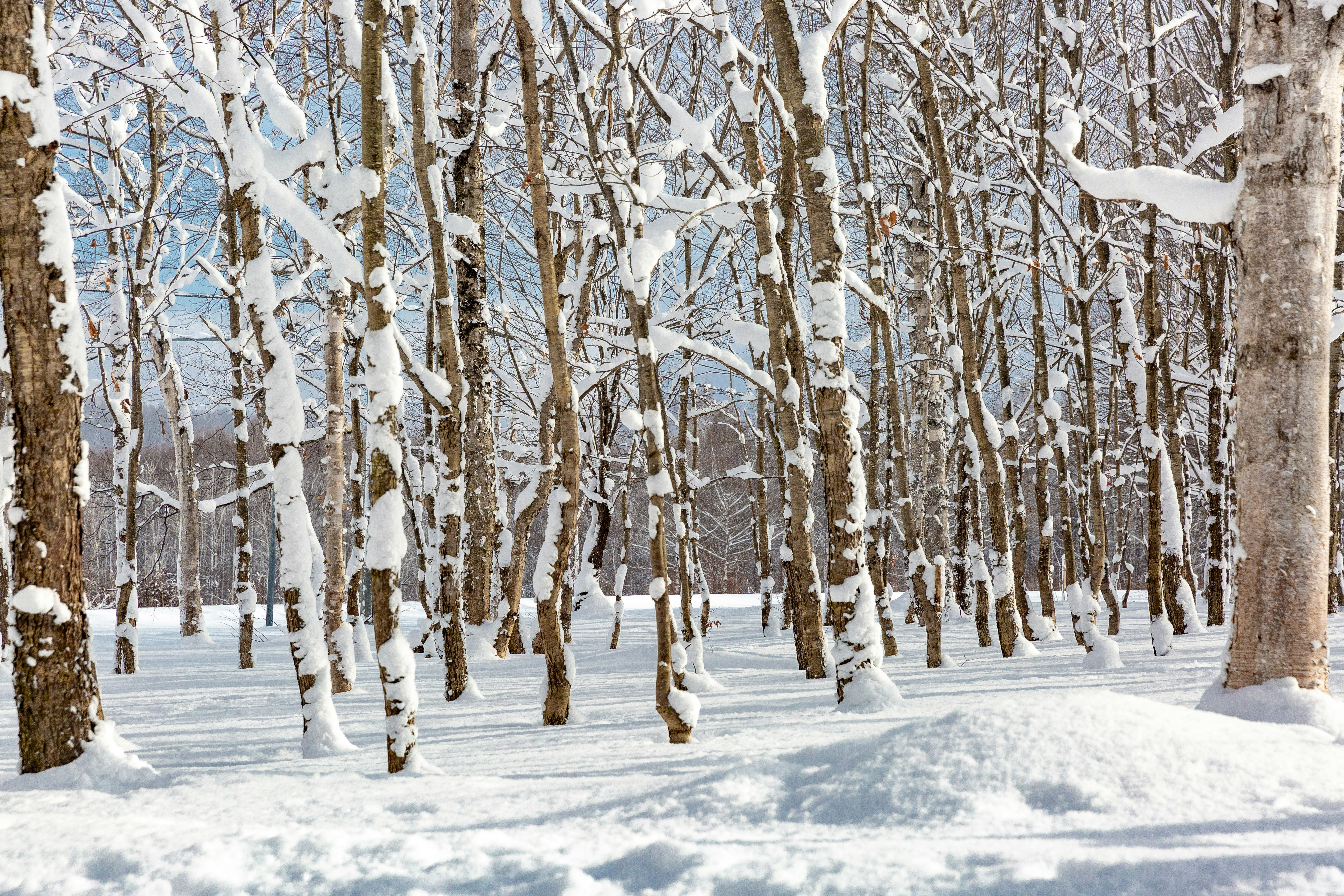 trees with snow